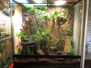 Mountain Horned Lizard Cage