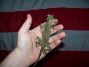 Mountain Horned Lizard Full Grown