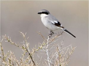 Northern Shrike