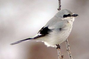 Northern Shrike Bird