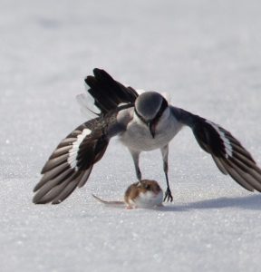 Northern Shrike Hunting