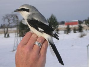 Northern Shrike Images