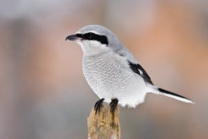 Northern Shrike Pictures