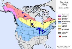 Northern Shrike Range