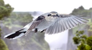 Great Grey Shrike in Flight