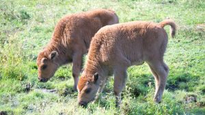 Wood Bison Babies