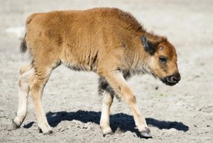Wood Bison Baby