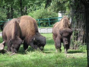 Wood Bison Size