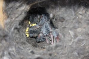 Baby Mountain Chickadee