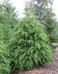 Canadian Hemlock
