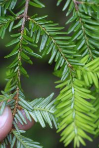 Canadian Hemlock Needles
