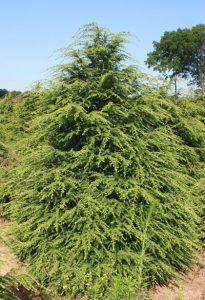 Canadian Hemlock Pictures