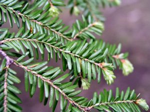Eastern Hemlock Leaf