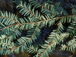 Eastern Hemlock Needles