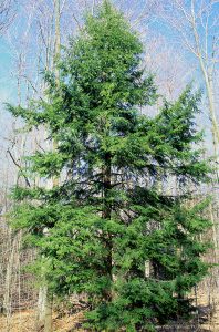 Eastern Hemlock Tree