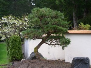 Japanese Black Pine