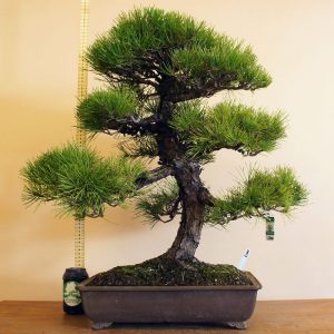 Japanese Black Pine Bonsai