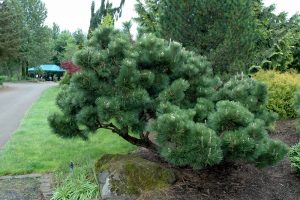Japanese Black Pines