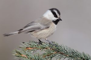 Mountain Chickadee