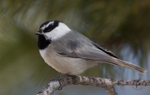 Mountain Chickadee Bird