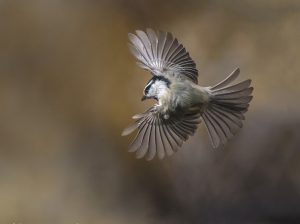 Mountain Chickadee Flying