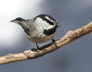 Mountain Chickadee Images