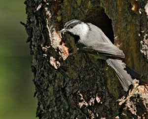 Mountain Chickadee Nest