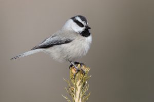 Mountain Chickadee Photos
