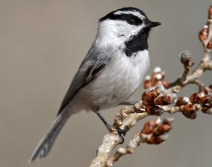 Mountain Chickadee Pictures