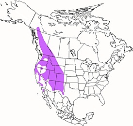 Mountain Chickadee Range