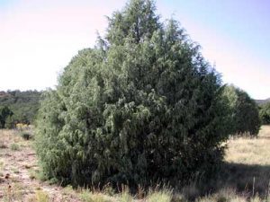 Rocky Mountain Juniper