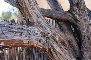 Rocky Mountain Juniper Bark
