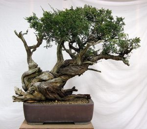 Rocky Mountain Juniper Bonsai