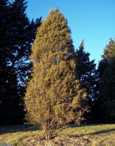 Rocky Mountain Juniper Images
