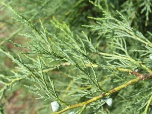 Rocky Mountain Juniper Leaf
