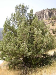 Rocky Mountain Juniper Tree