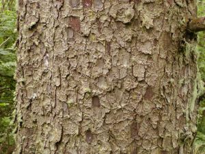 Sitka Spruce Bark