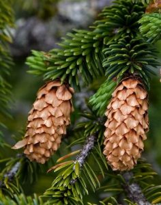 Sitka Spruce Cones