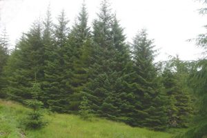 Sitka Spruce Images