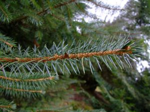 Sitka Spruce Leaf