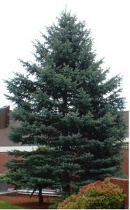 Sitka Spruce Pictures