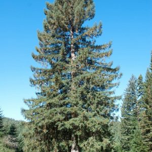 Sitka Spruce Tree