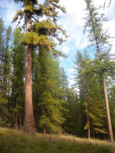 Western Larch