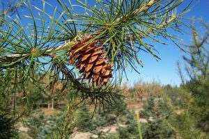 Western Larch Cone