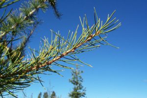 Western Larch Needle