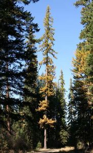 Western Larch Pictures