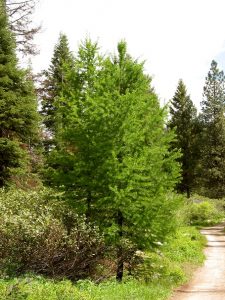 Western Larch Tree