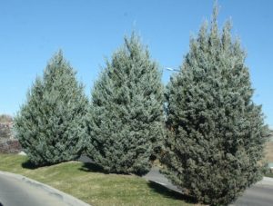 Wichita Blue Juniper