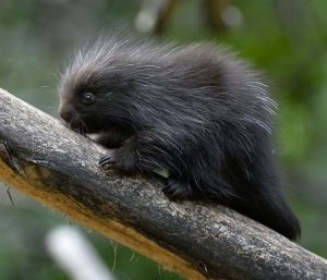 Baby North American Porcupine