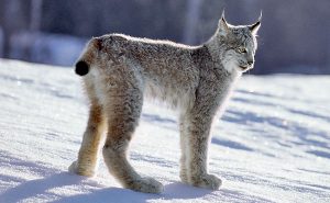 Canada Lynx